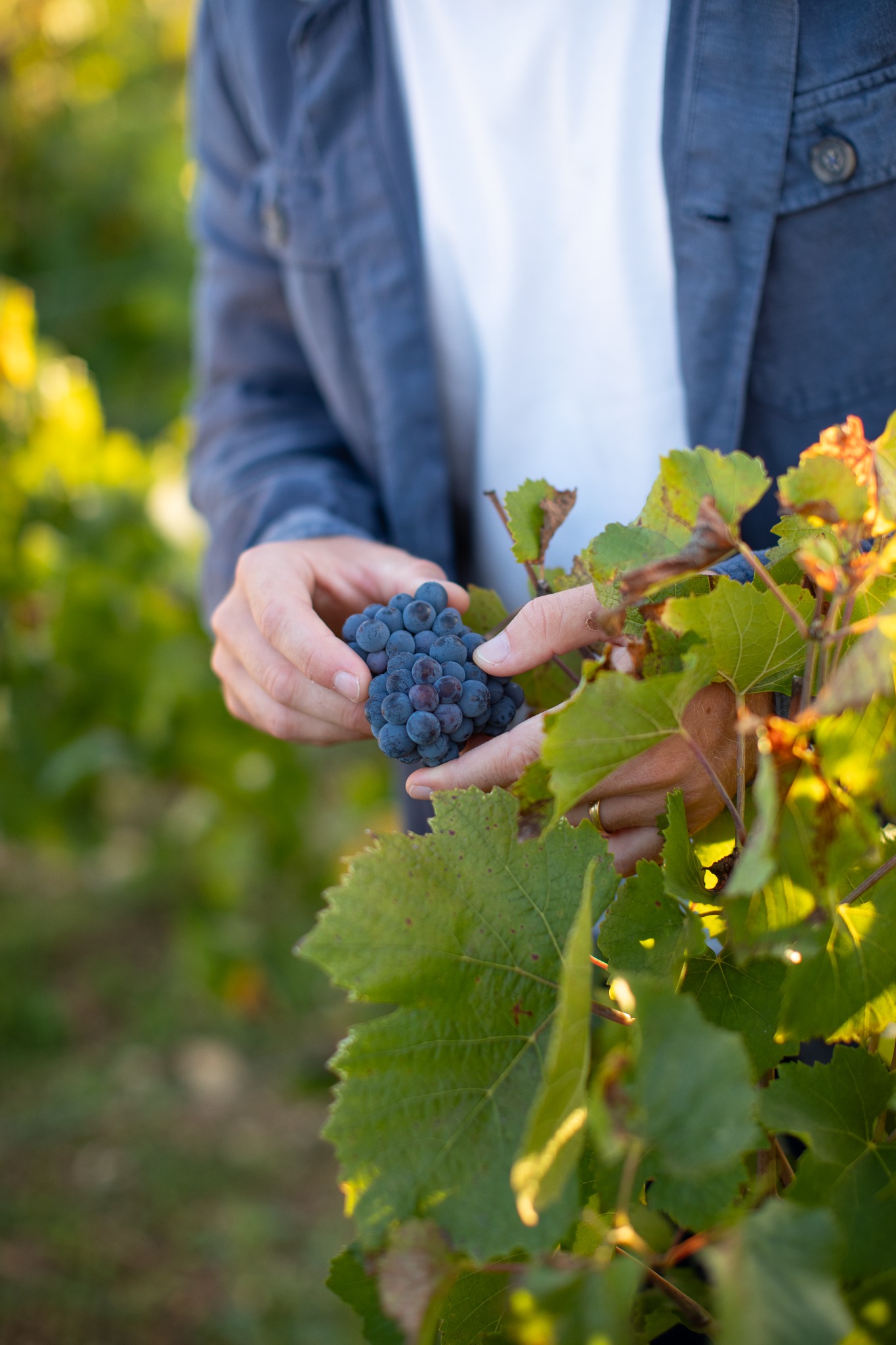 Une grappe de raisin entre les mains d’un vigneron